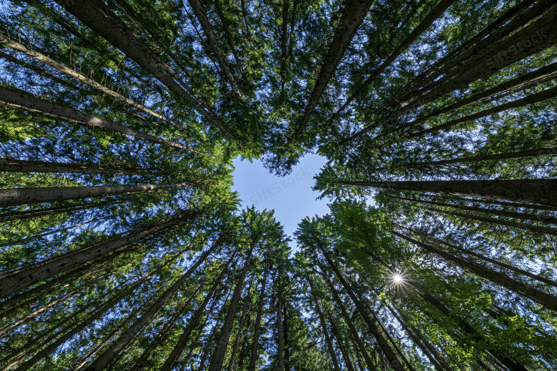 Upward view through dense forest canopy revealing blue sky and sunbeams