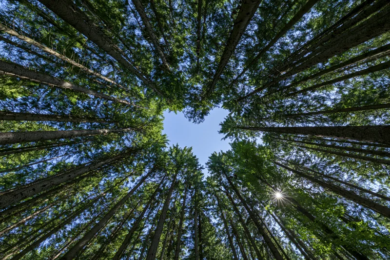 Upward view through dense forest canopy revealing blue sky and sunbeams