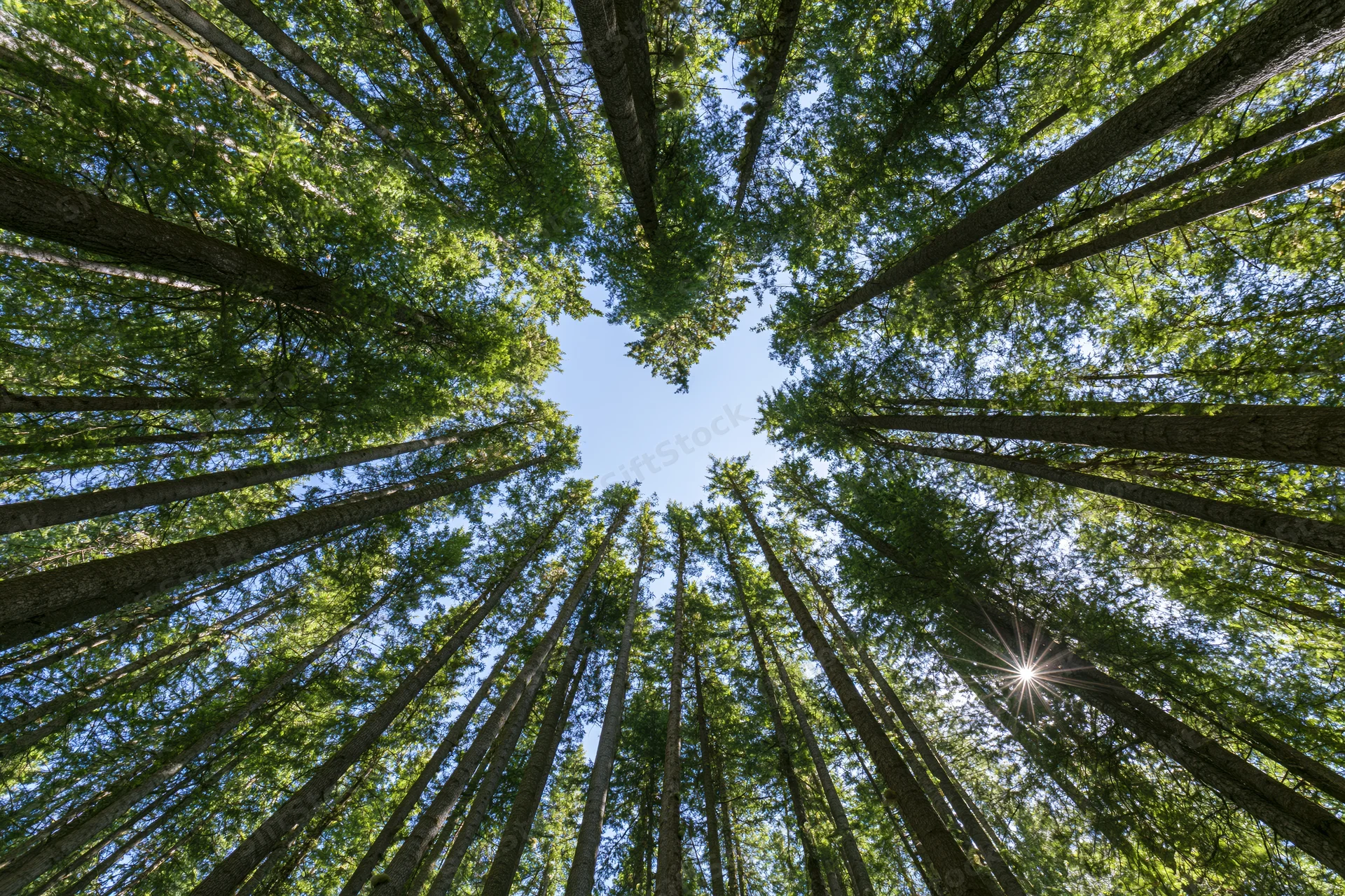 Looking up through tall slender trees in a dense forest canopy toward the blue sky with sunlight filtering through