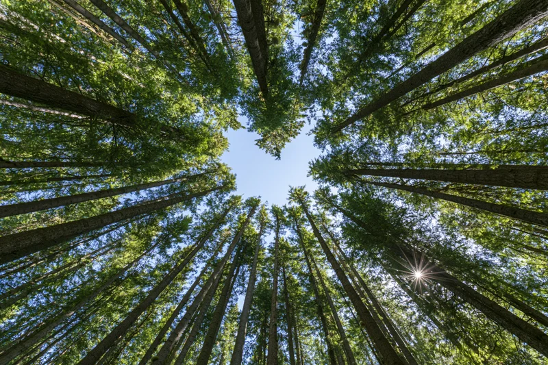 Looking up through tall slender trees in a dense forest canopy toward the blue sky with sunlight filtering through