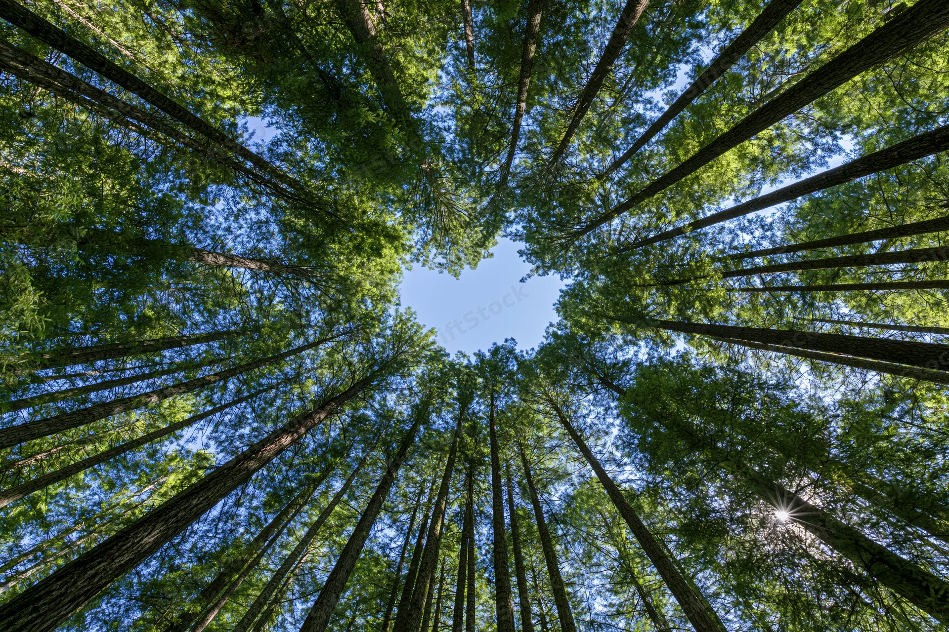 Upward view through dense forest canopy revealing blue sky and sunlight filtering through tall slender trees