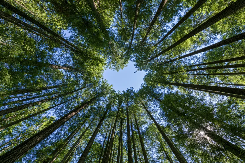 Upward view through dense forest canopy revealing blue sky and sunlight filtering through tall slender trees
