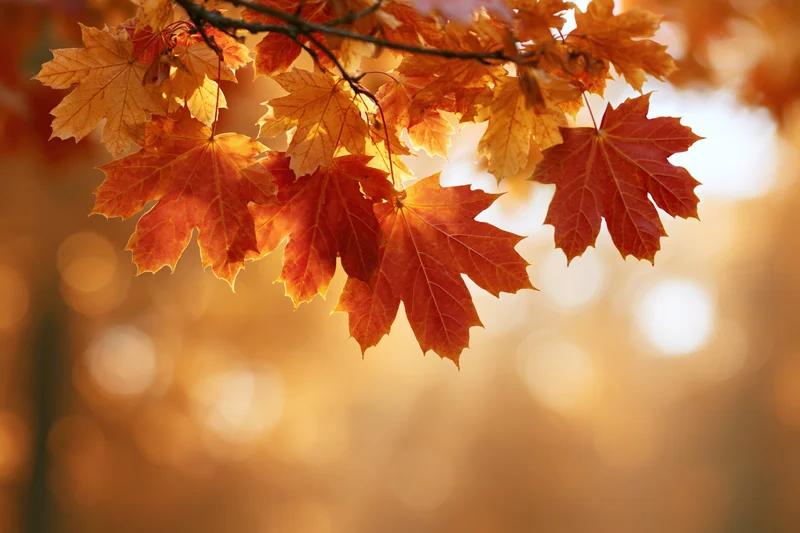 Maple branch with orange and red autumn leaves hanging across in warm sunlight