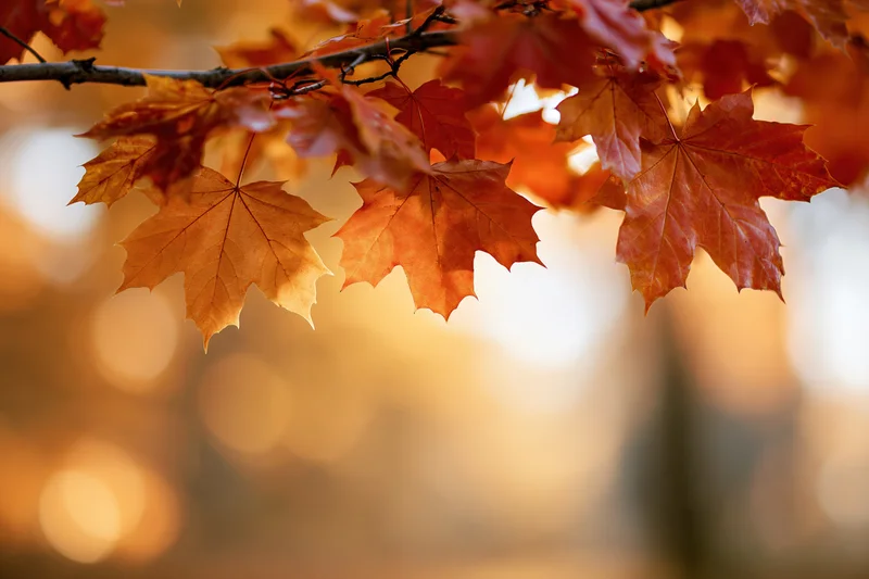 Maple branch with orange and red autumn leaves hanging across in soft sunlight