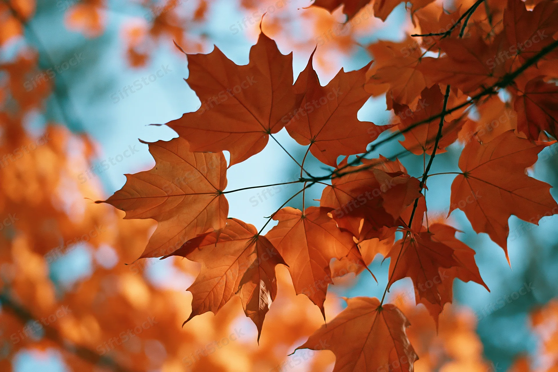 Maple leaves in autumn colors backlit against open sky