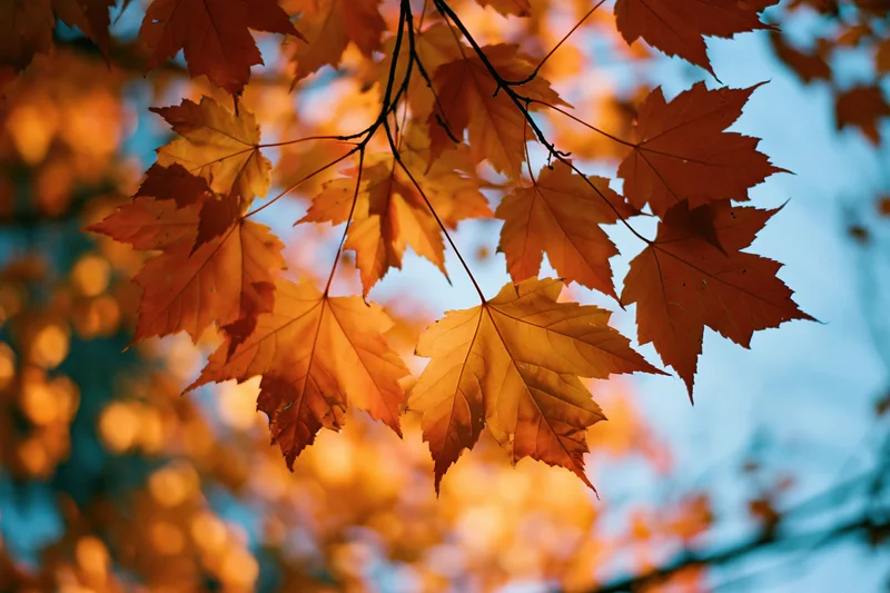 Maple leaves in autumn colors backlit against open sky