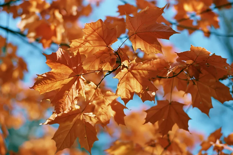 Maple leaves in autumn colors backlit against blue sky