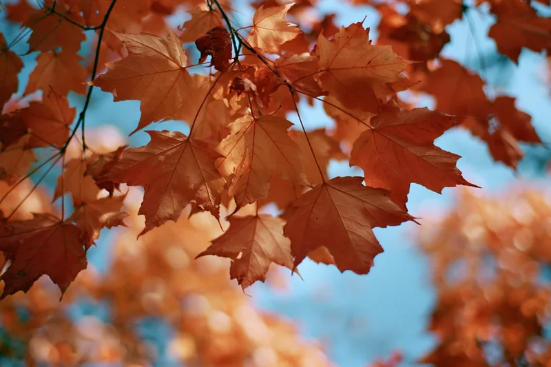 Maple leaves in autumn colors backlit against blue sky