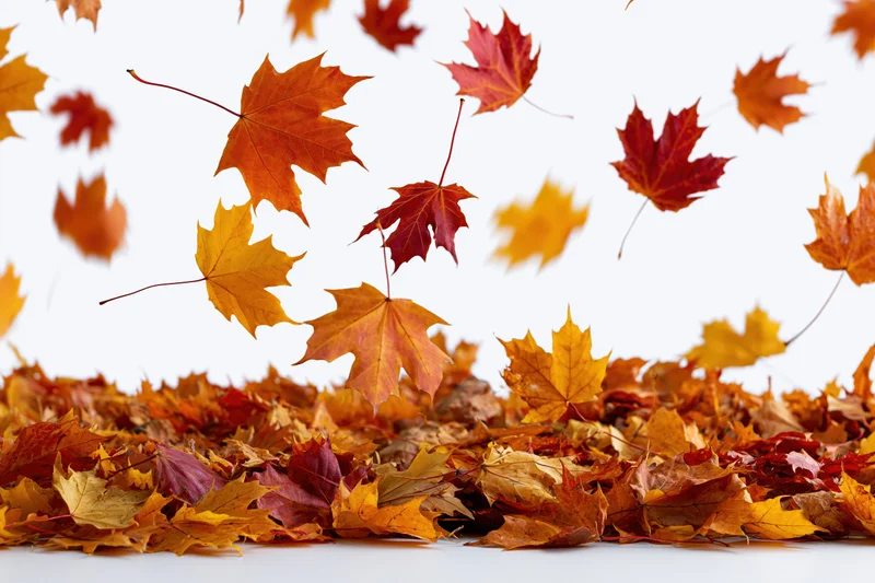 Maple leaves falling midair over a pile on white background