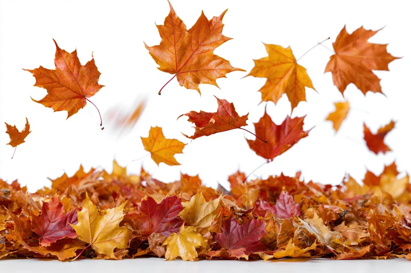 Maple leaves in shades of orange red and yellow caught mid-fall