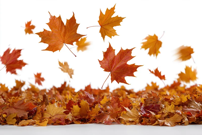 Maple leaves falling and scattered on ground against white background