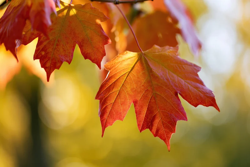 Maple leaves in autumn colors hanging from a branch outdoors
