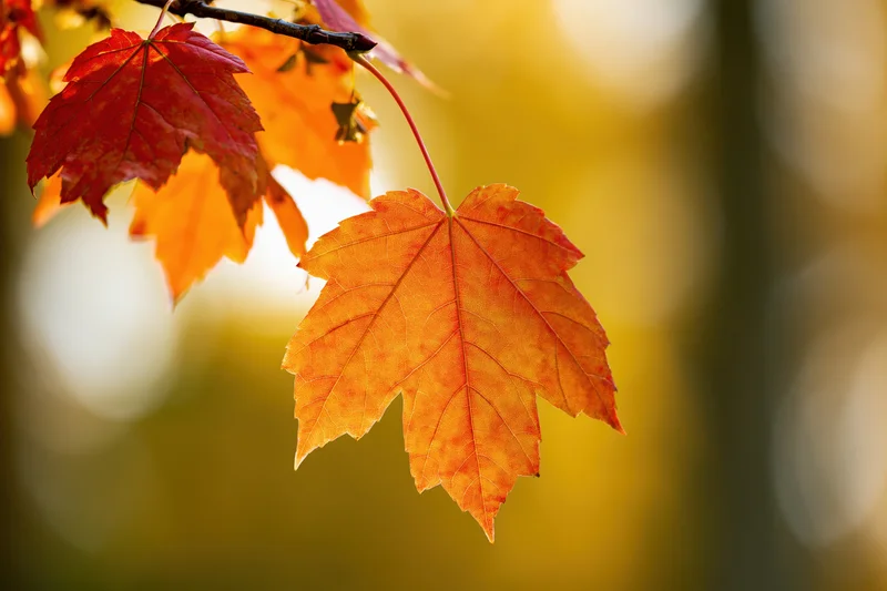 Maple leaf in autumn colors hanging from a branch in a sunlit forest
