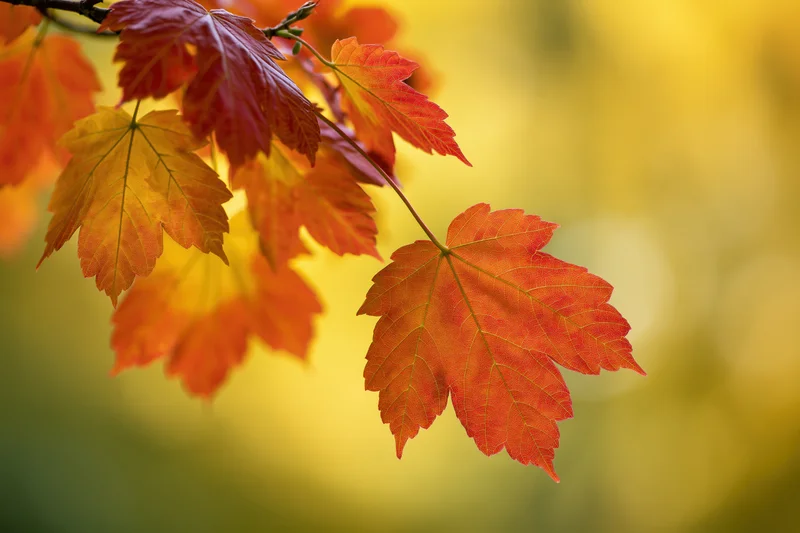 Maple leaves in autumn colors on a branch against a blurred yellow background