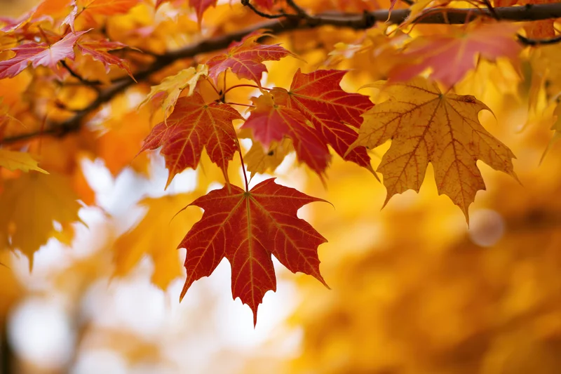 Maple leaves in autumn colors hanging from branches in a sunlit outdoor setting