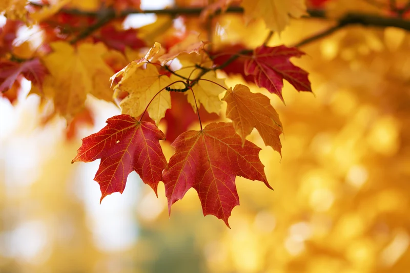 Maple leaves in autumn colors hanging from a branch with blurred golden foliage behind