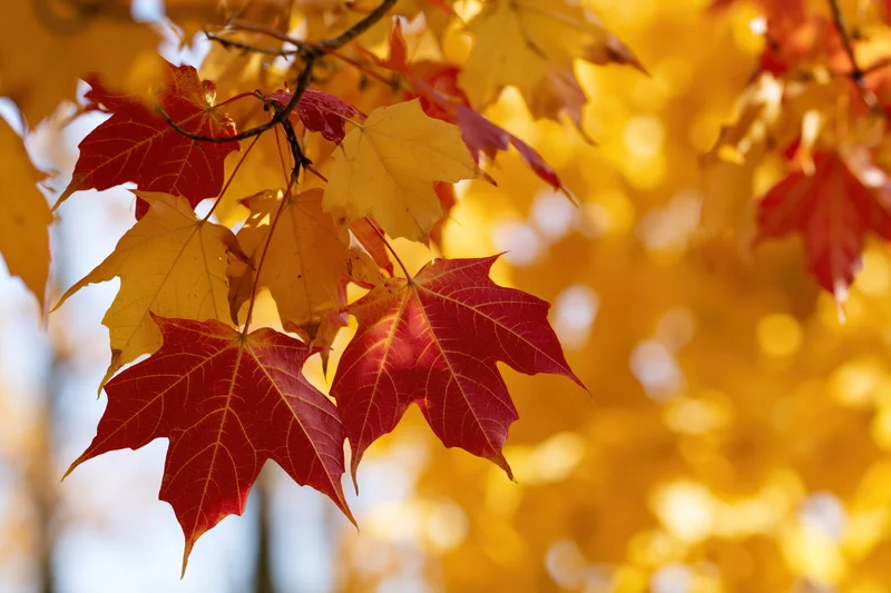 Maple leaves in autumn colors on a tree branch with blurred golden background