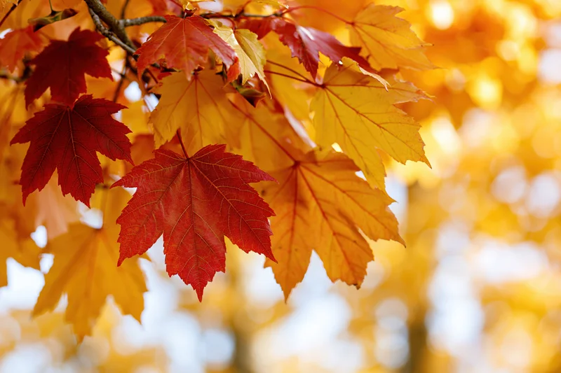 Maple leaves in autumn colors on a tree branch with blurred golden background
