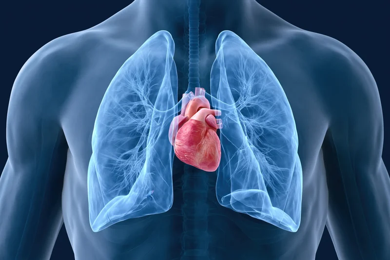 Transparent human torso showing heart and lungs in anatomical detail