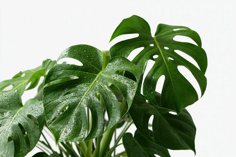 Monstera plant with large split leaves covered in water droplets against white background