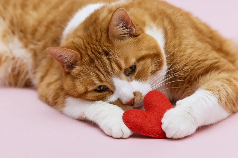 Orange tabby cat lying on side with red felt heart between paws on pink background