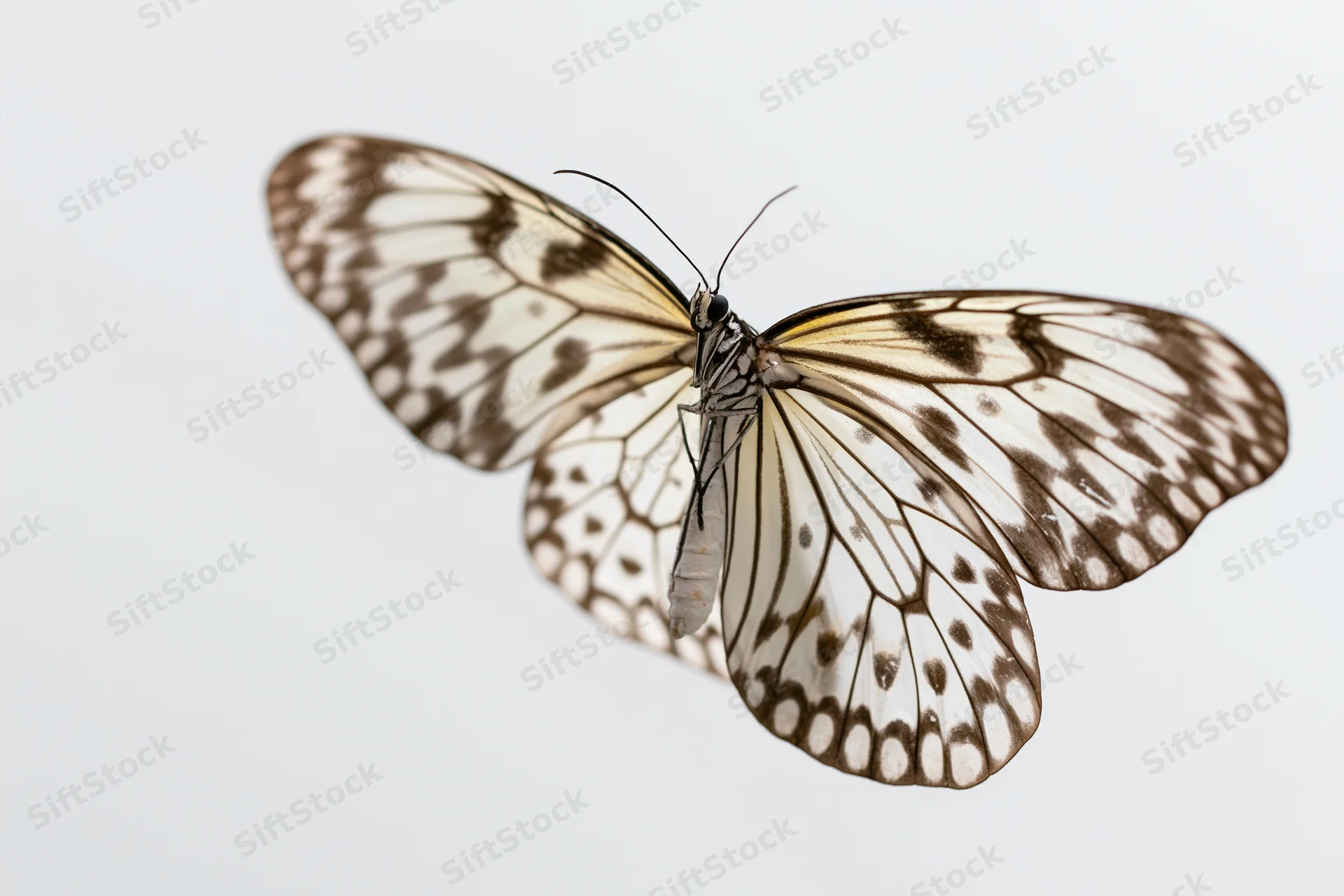 Butterfly in mid-flight with patterned wings against plain white background