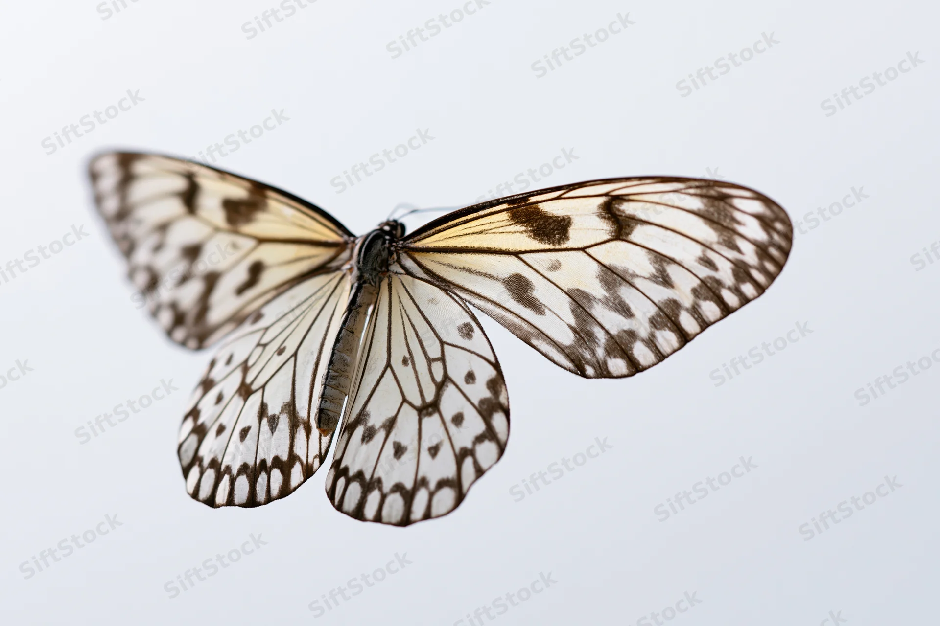 Butterfly in mid-flight with patterned wings against plain white background