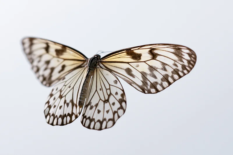 Butterfly in mid-flight with patterned wings against plain white background