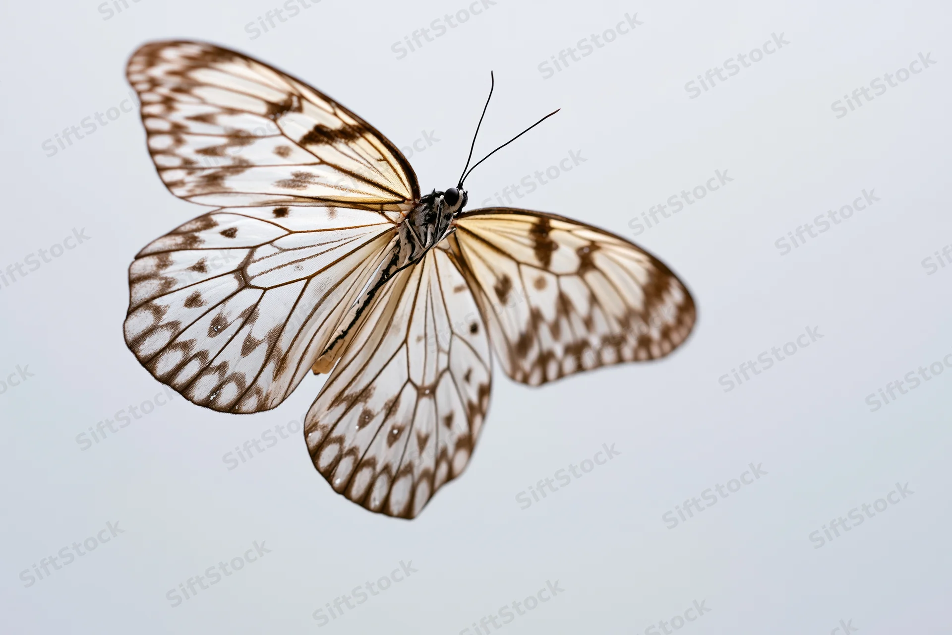 Butterfly in mid-flight with transparent veined wings against plain background