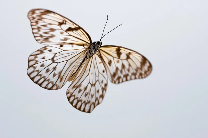 Butterfly in mid-flight with transparent veined wings against plain background