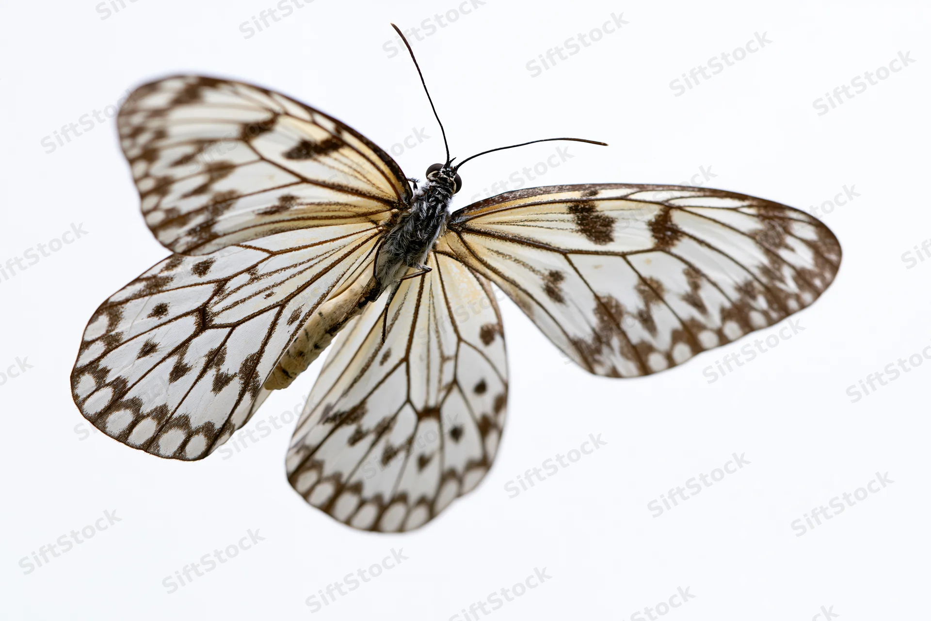 Butterfly with patterned wings spread against white background