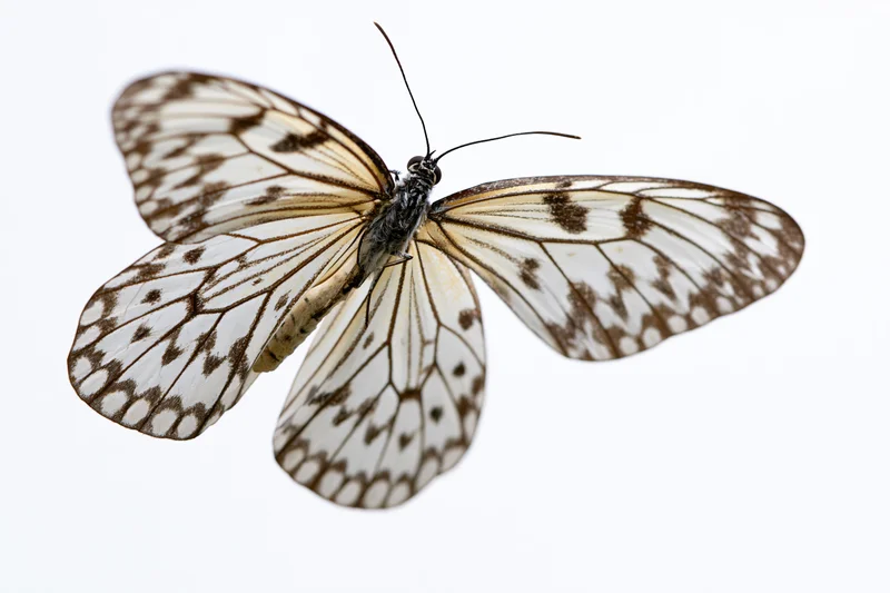 Butterfly with patterned wings spread against white background