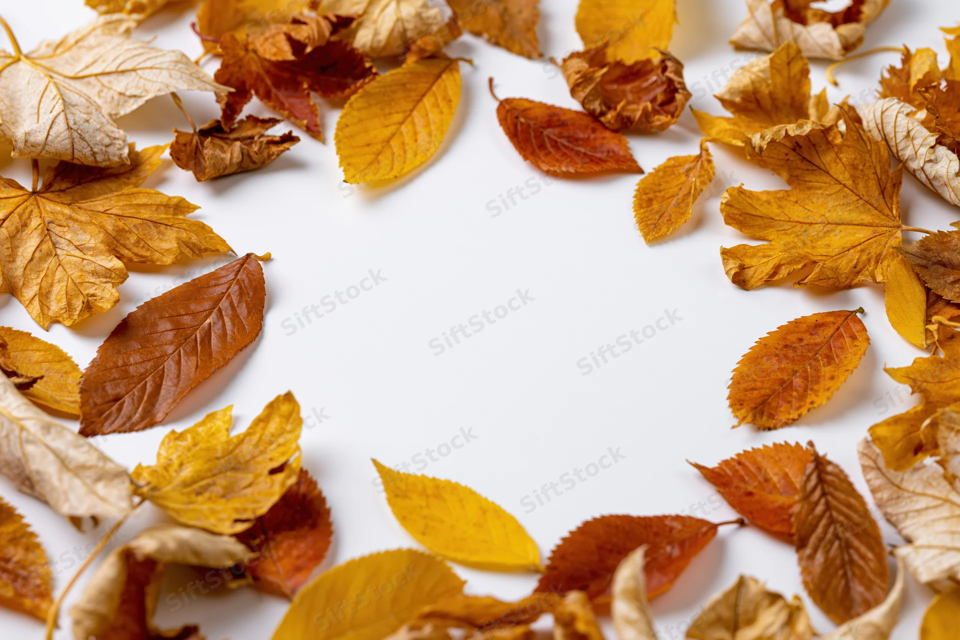 Dried autumn leaves arranged in a frame on white background with copyspace
