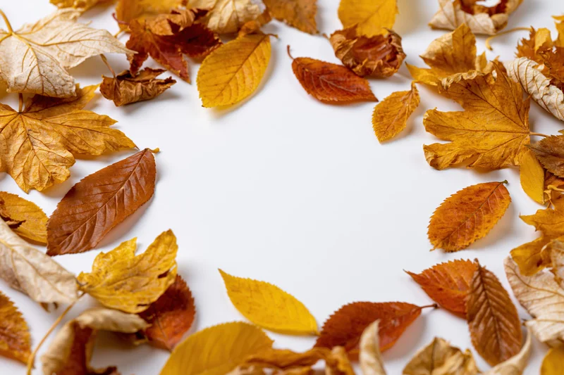 Dried autumn leaves arranged in a frame on white background with copyspace