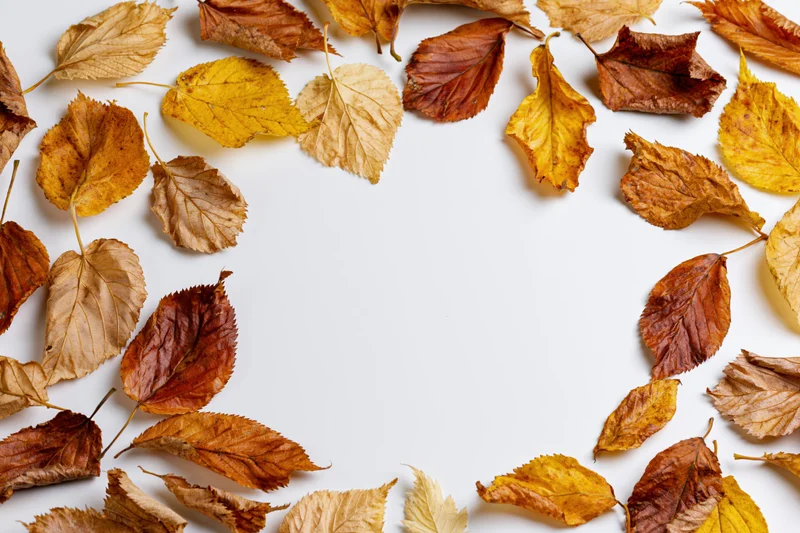 Dried autumn leaves arranged in a border around a white copyspace