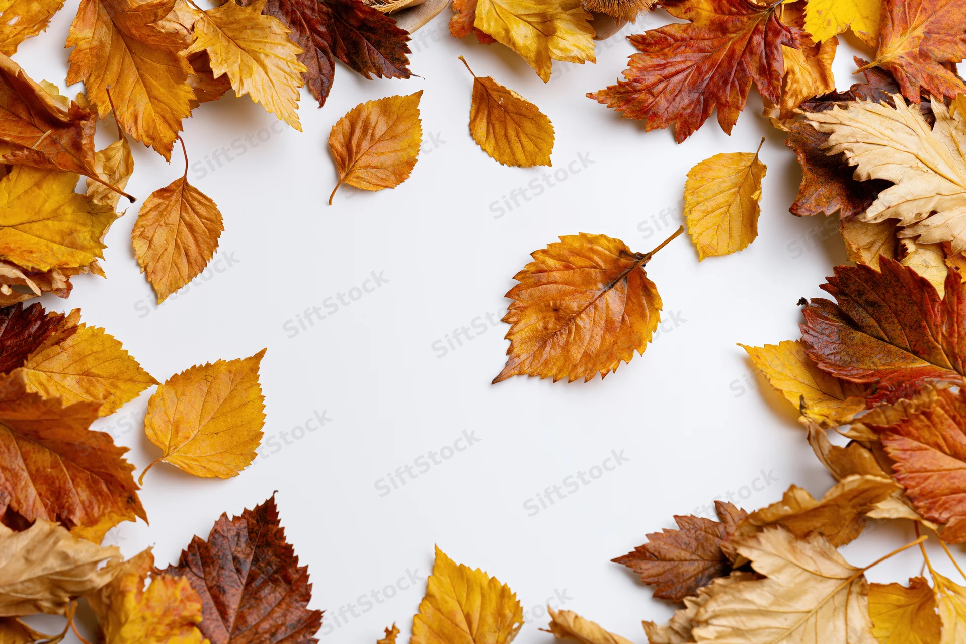 Scattered autumn leaves arranged in a frame on white background with copyspace