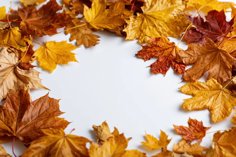 Scattered autumn maple leaves arranged in a border around white copyspace