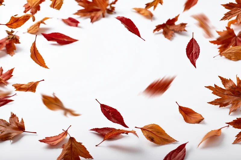 Scattered autumn leaves floating and falling on white background with copyspace