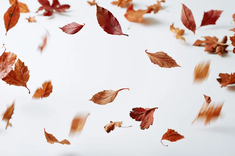 Autumn leaves floating and falling against a white background