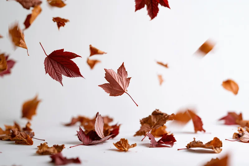 Autumn leaves falling and scattered on a white surface