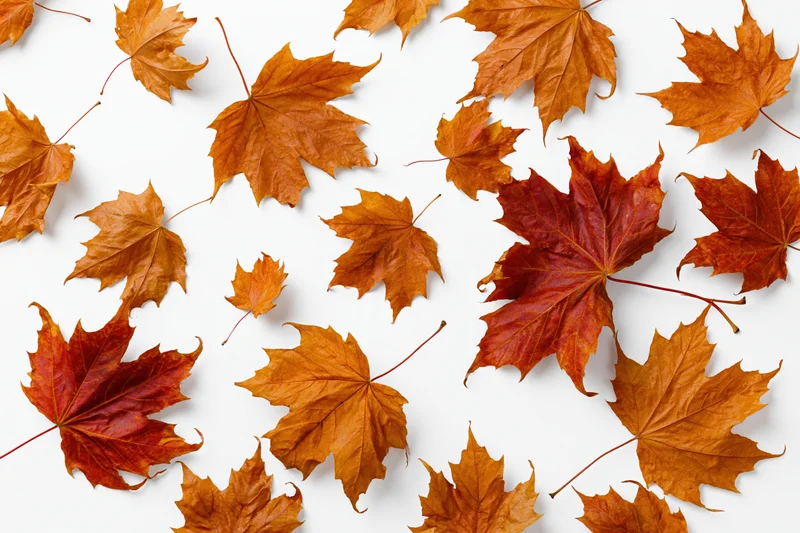 Scattered autumn maple leaves on white background