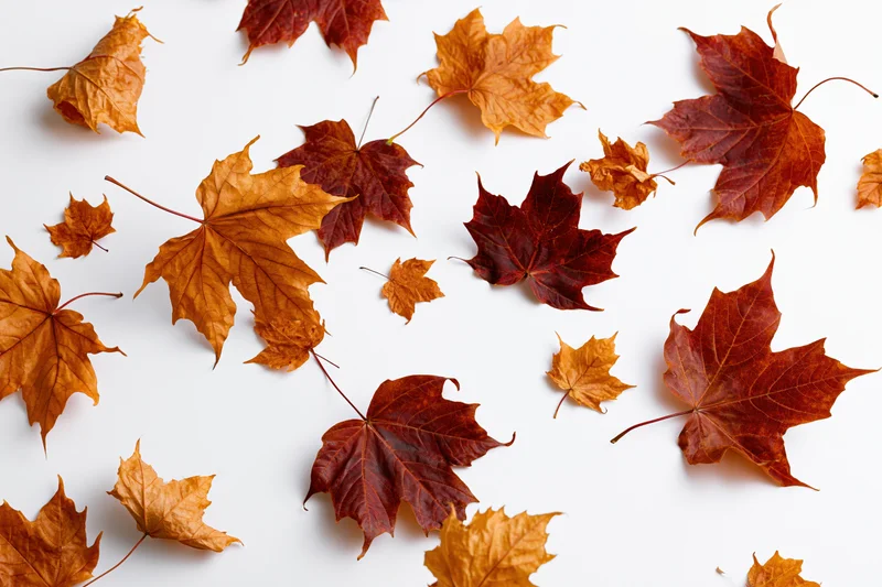 Scattered maple leaves in autumn colors on white background