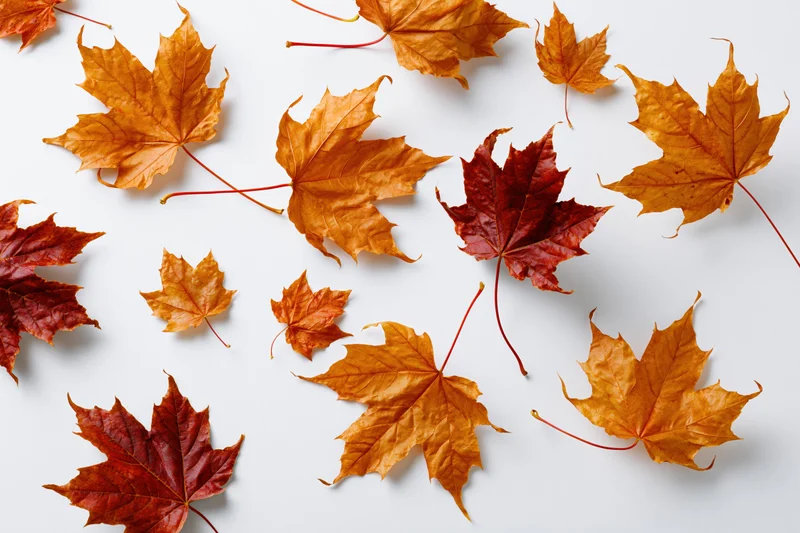 Scattered maple leaves in autumn colors floating against a white background