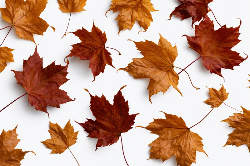 Scattered maple leaves in autumn colors on white background