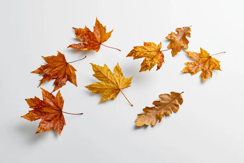 Dry autumn maple and oak leaves scattered on a white surface