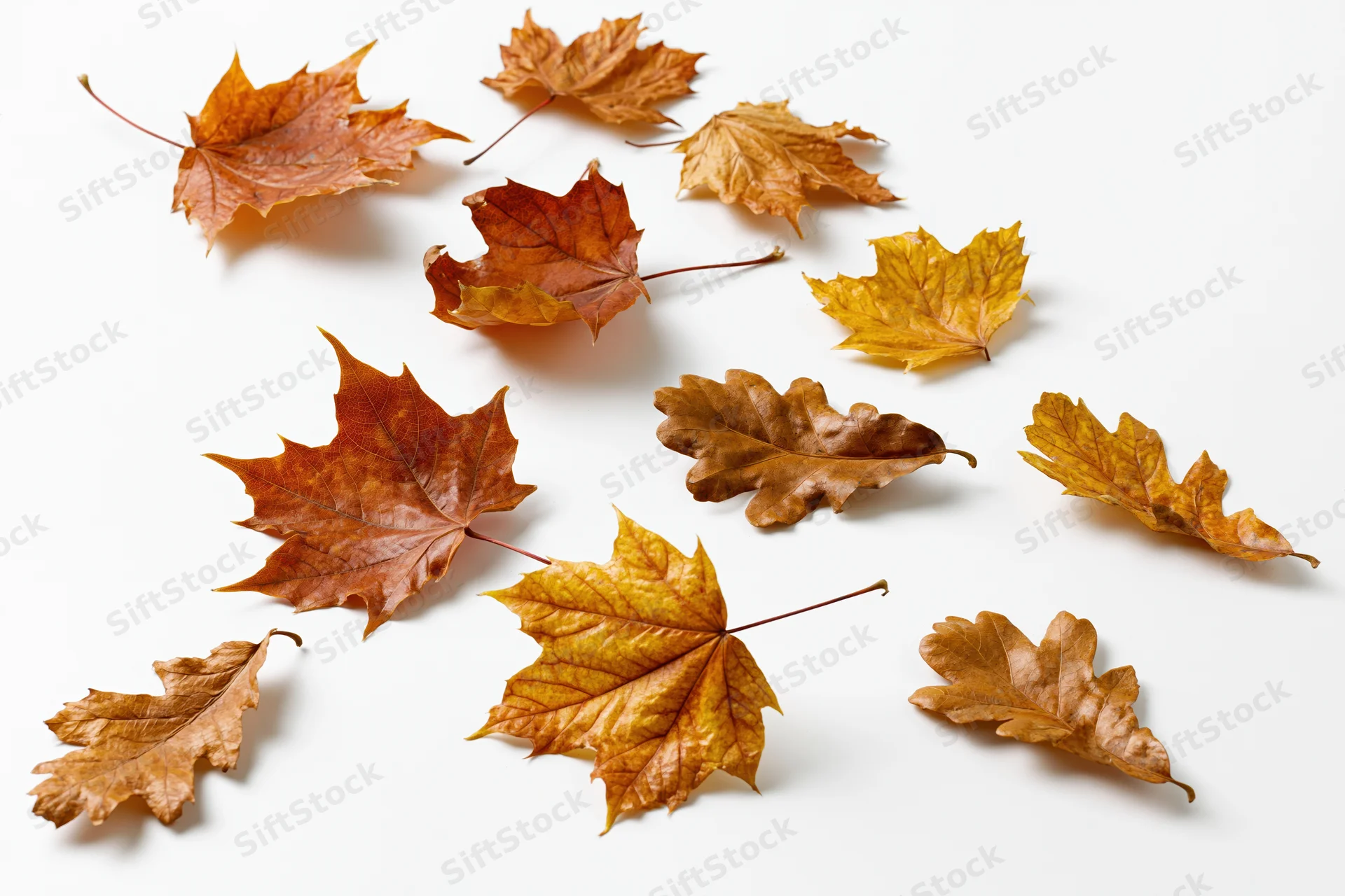 Dry autumn maple and oak leaves scattered on white surface