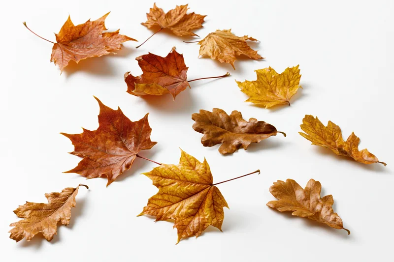 Dry autumn maple and oak leaves scattered on white surface