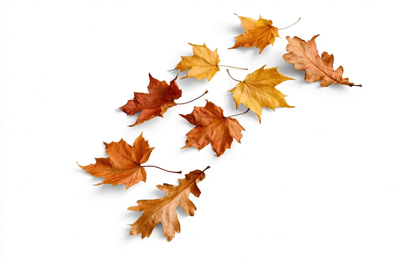 Dry autumn maple and oak leaves scattered on white background