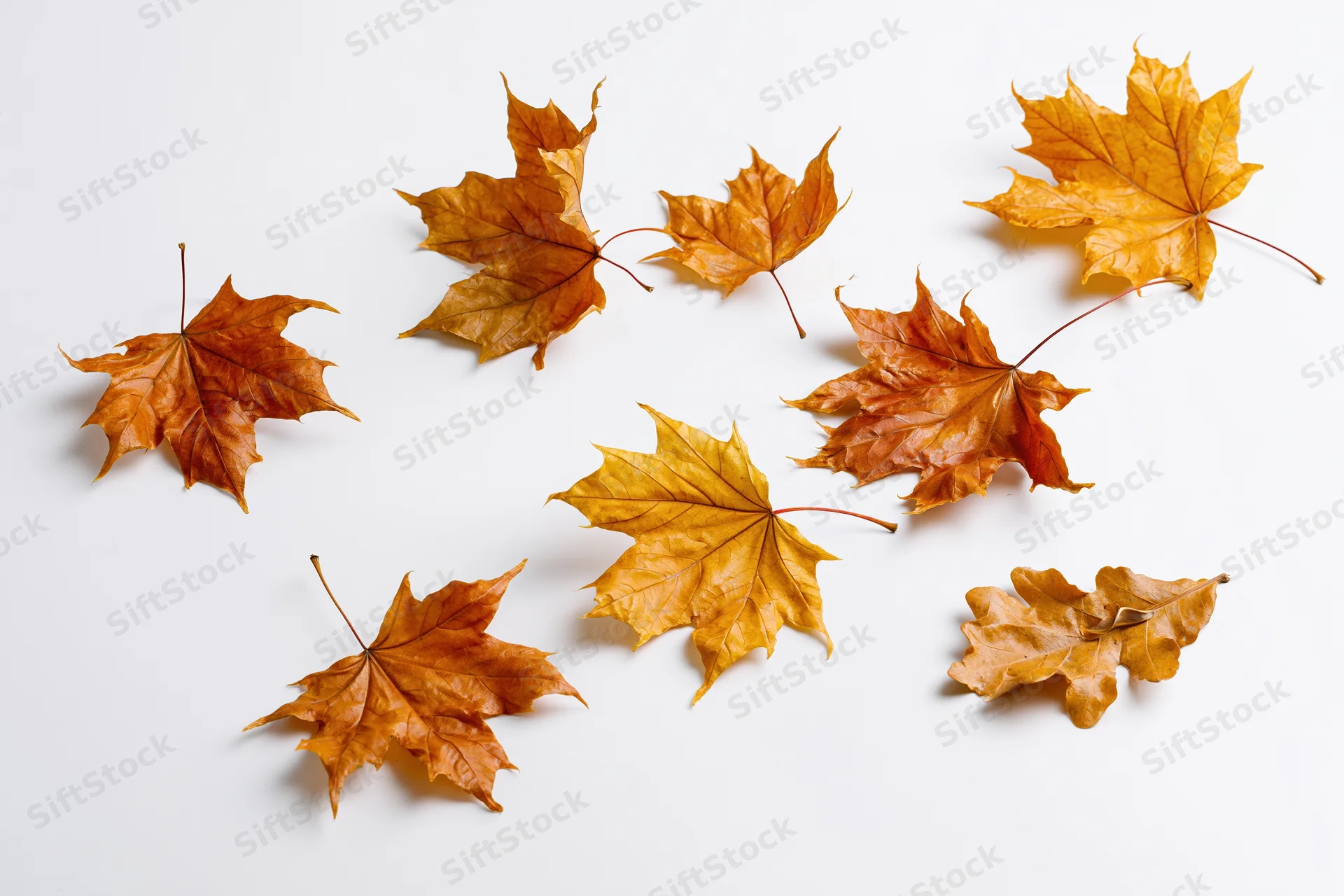 Dry autumn maple and oak leaves scattered on white background