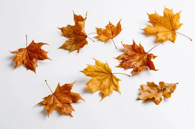 Dry autumn maple and oak leaves scattered on white background